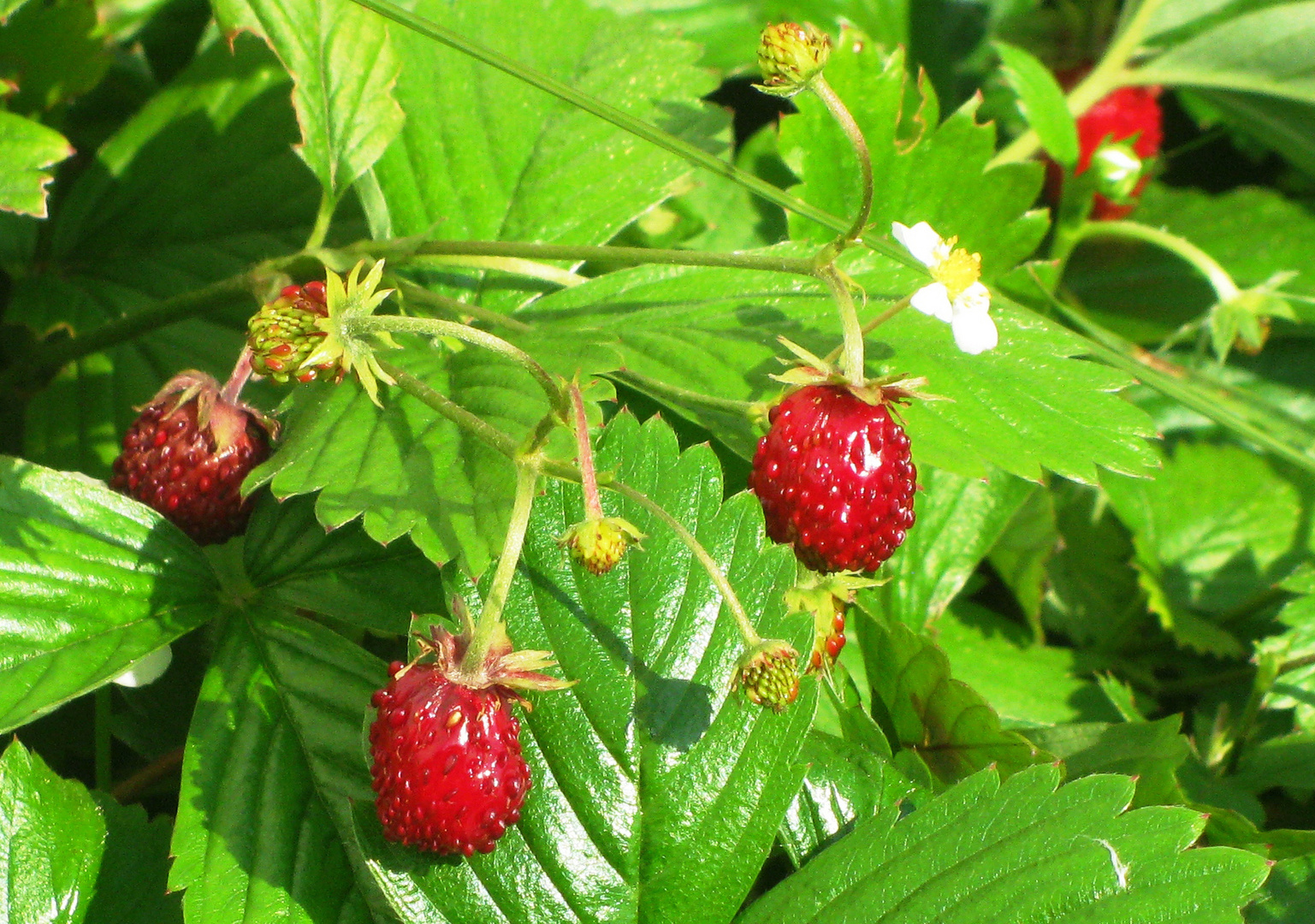 Walderdbeeren