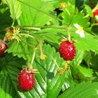 Walderdbeeren