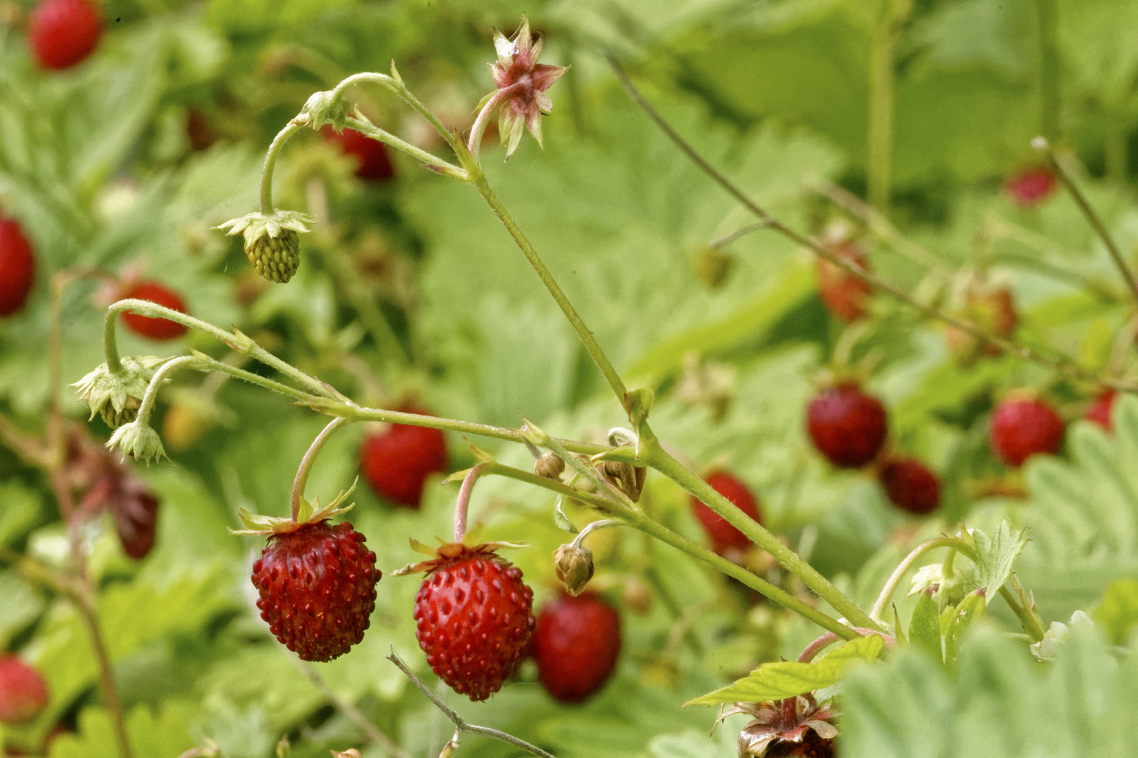 Walderdbeeren Foto & Bild pflanzen, pilze & flechten, früchte und