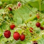 Walderdbeeren