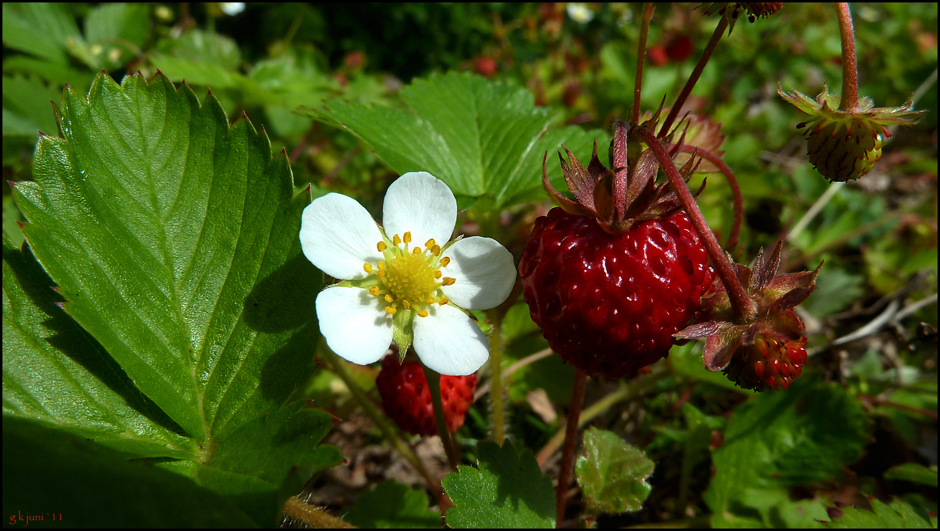 Walderdbeeren