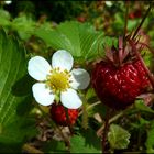 Walderdbeeren