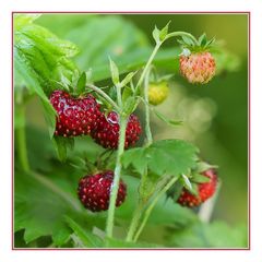 Walderdbeeren