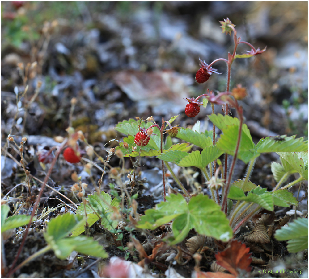 Walderdbeeren