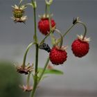 Walderdbeeren 