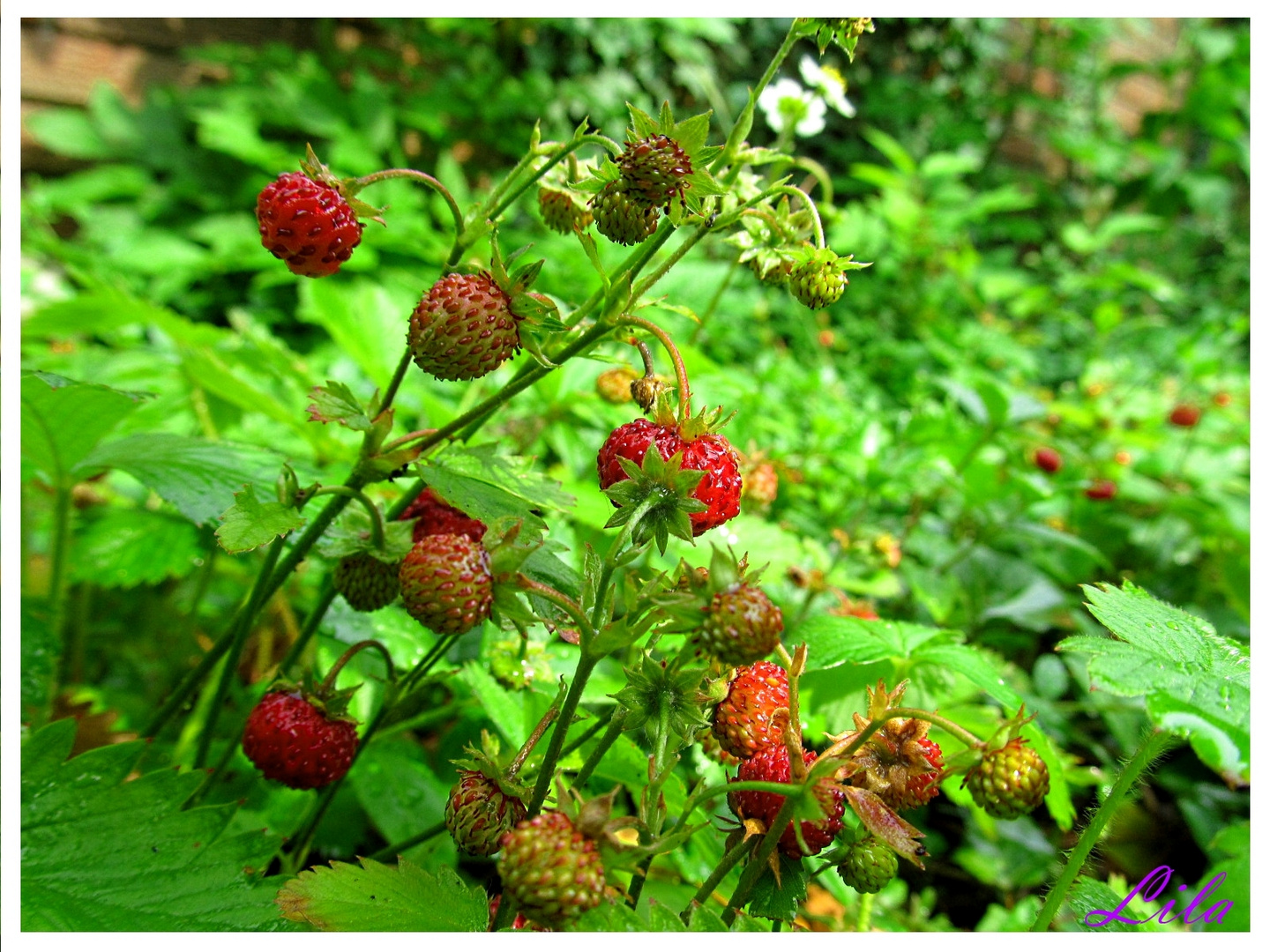 Walderdbeeren 