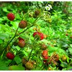 Walderdbeeren 