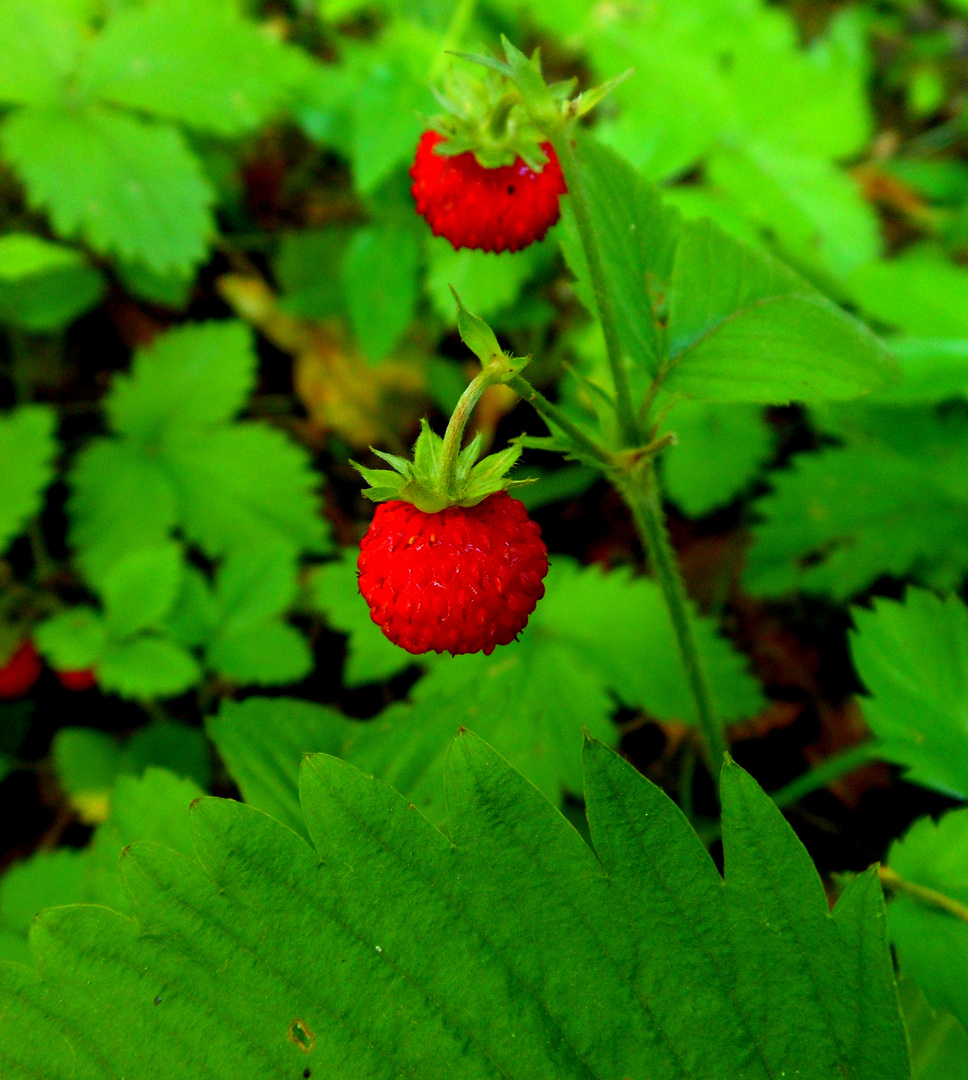 Walderdbeeren