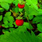 Walderdbeeren