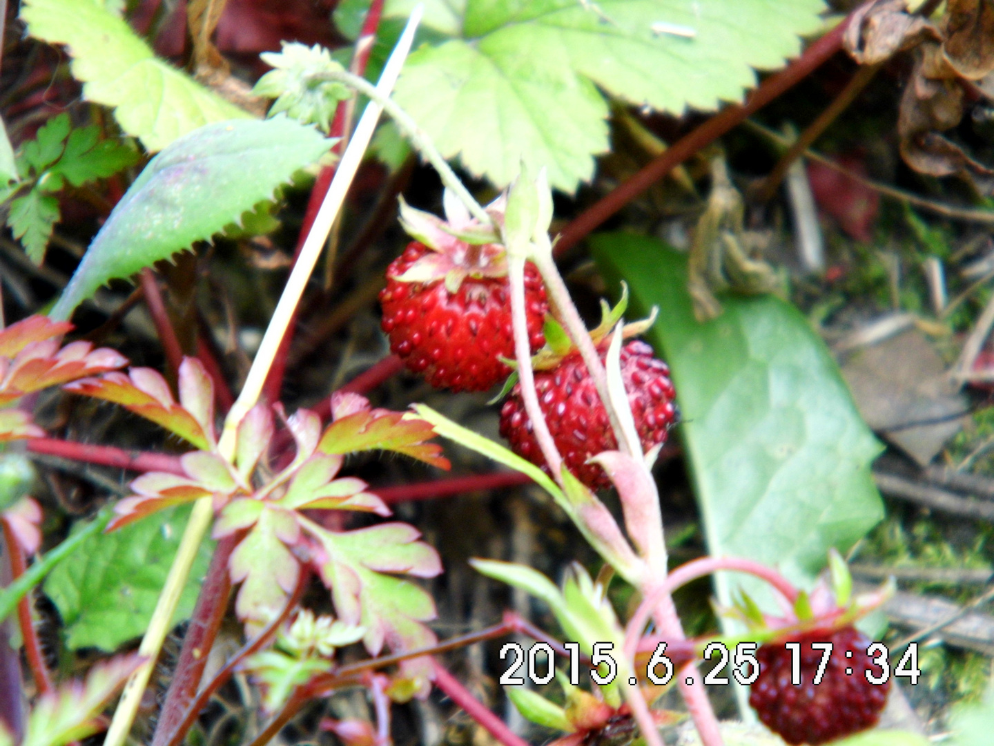 Walderdbeeren aus dem eigenen Garten... wer hat das schon???