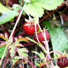 Walderdbeeren aus dem eigenen Garten... wer hat das schon???