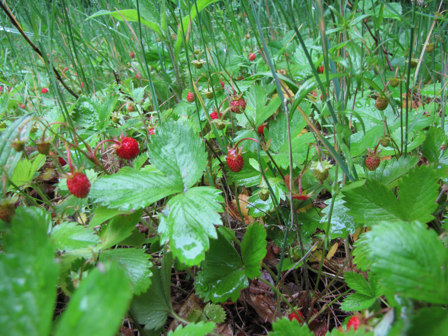 Walderdbeeren