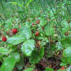 Walderdbeeren