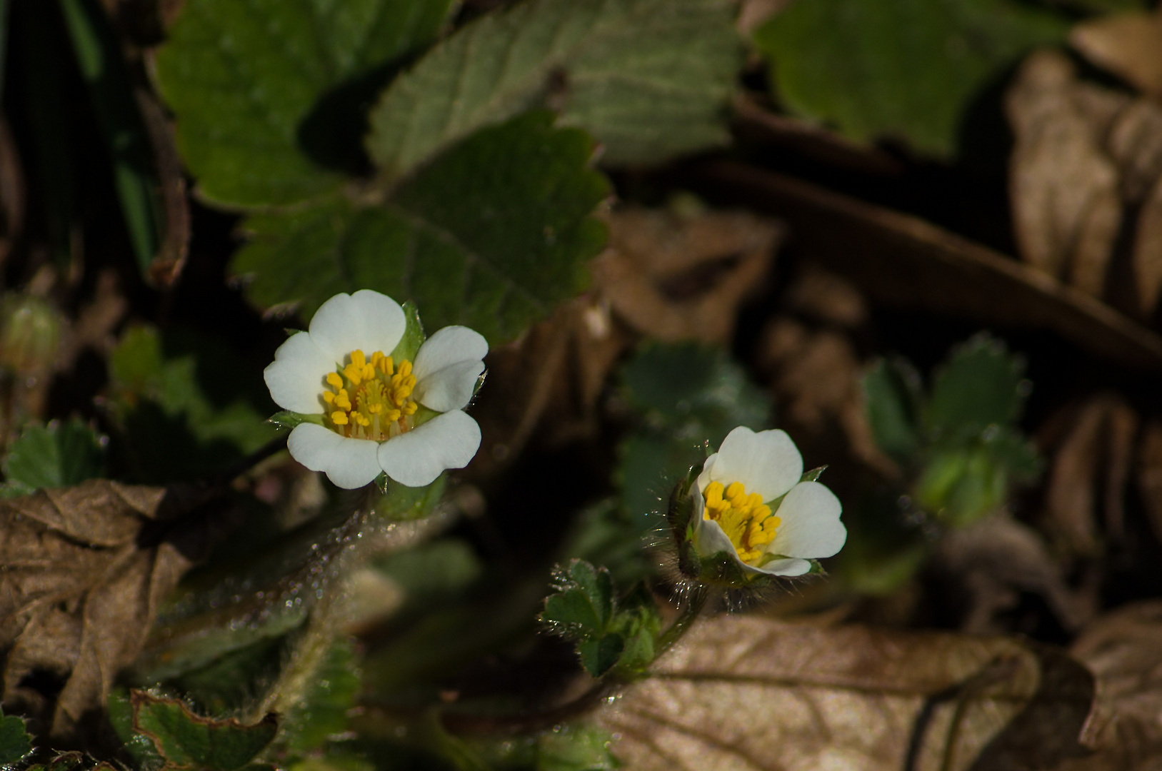 Walderdbeeren 