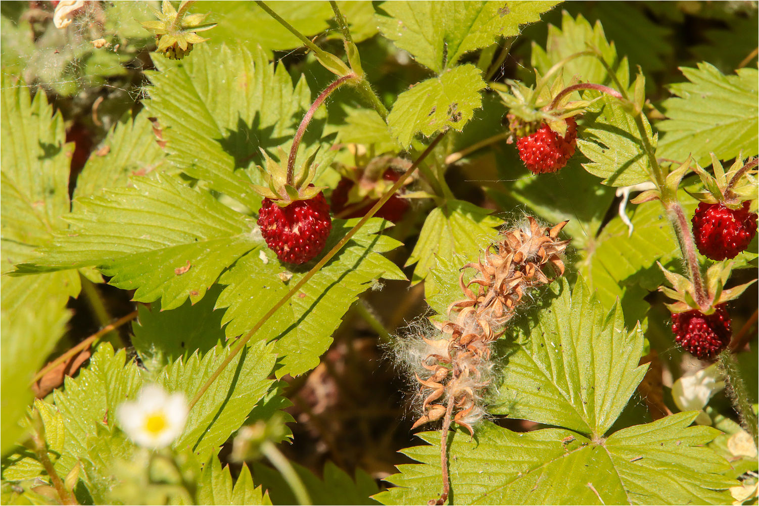 Walderdbeeren