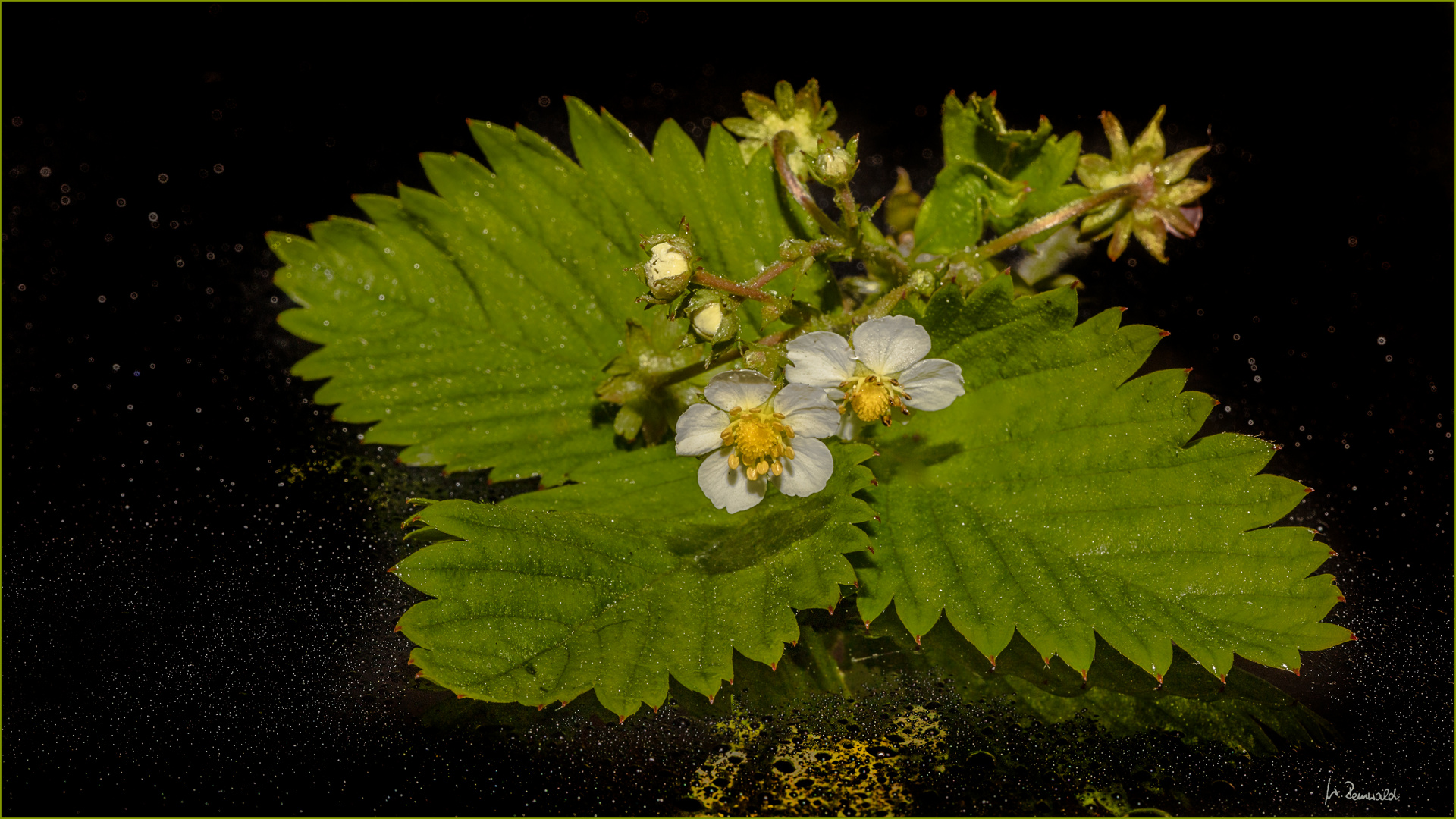 ~ Walderdbeeren ~