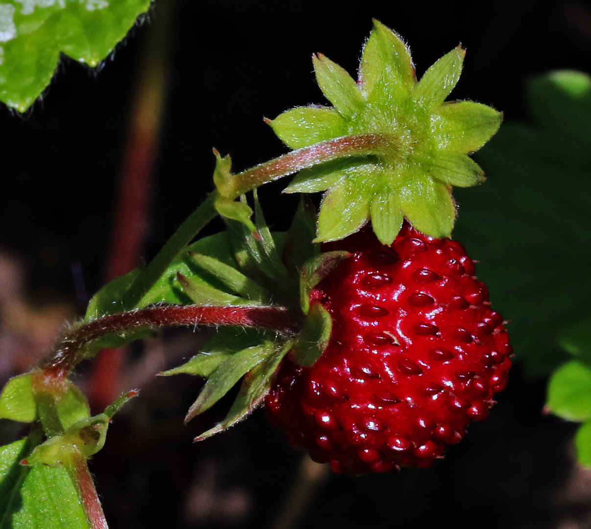 Walderdbeeren ...