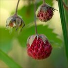 Walderdbeeren