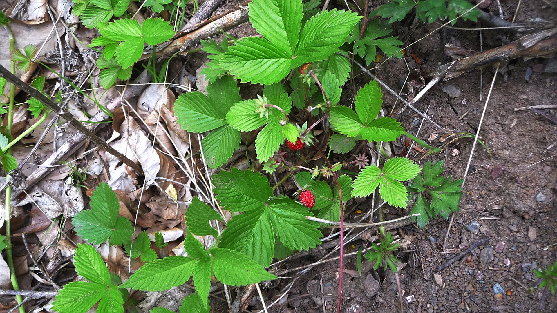 Walderdbeeren Foto & Bild pflanzen, pilze & flechten, früchte und