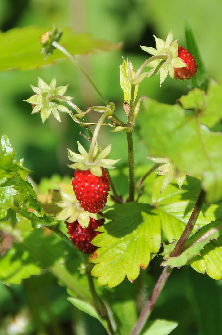 Walderdbeeren