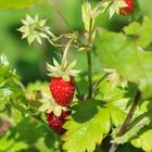 Walderdbeeren