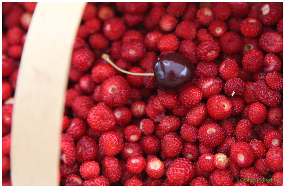 Walderdbeeren, für die einen nur „mickerig“ für die anderen eine Delikatesse!