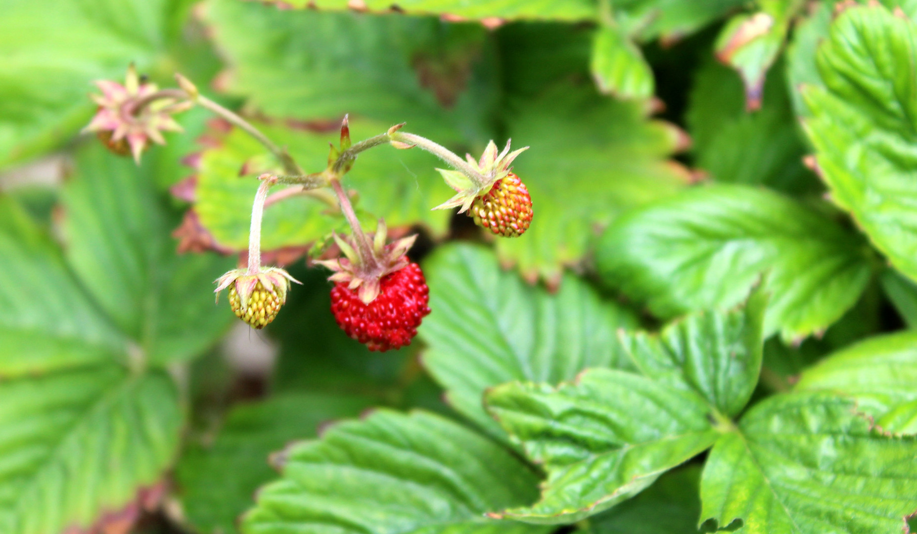 Walderdbeeren im Pflanzkübel