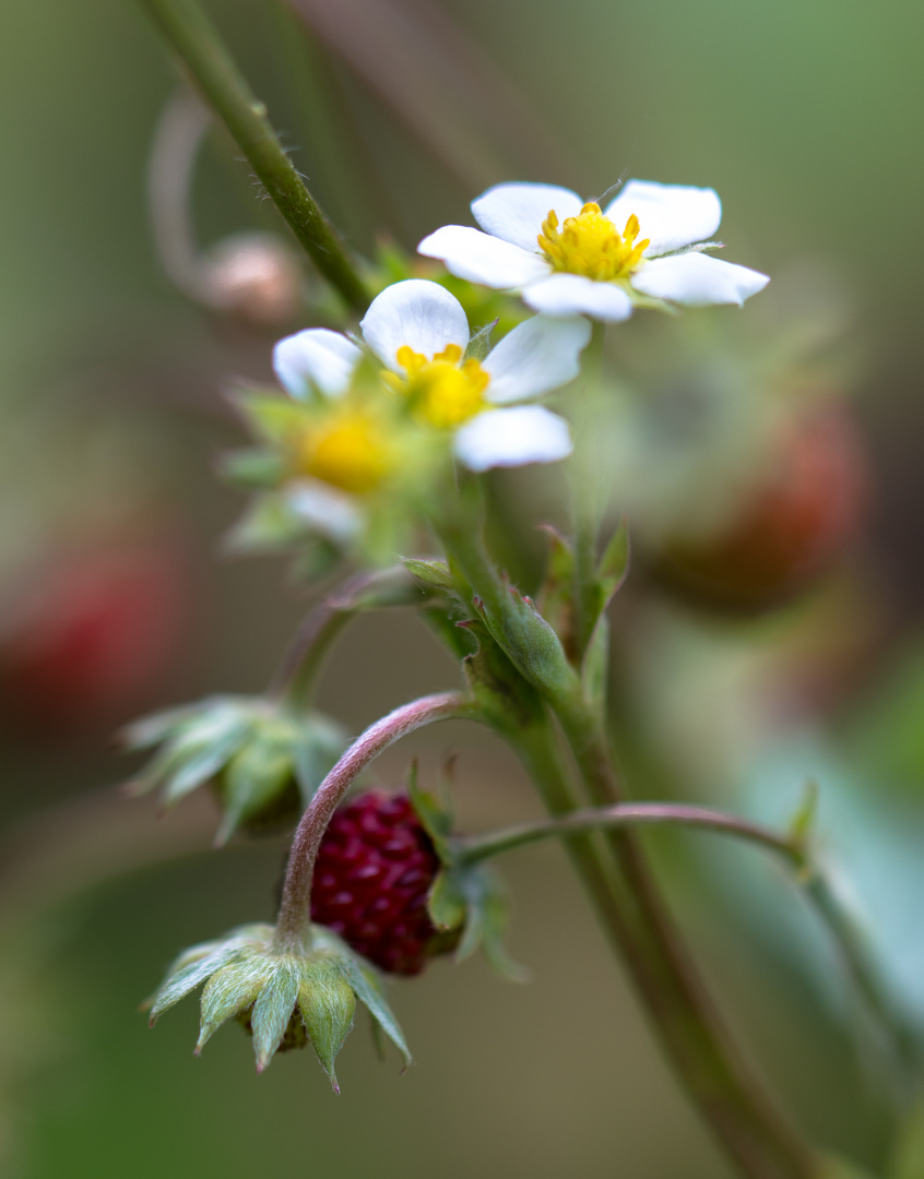 Walderdbeeren - lecker