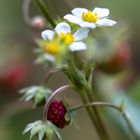 Walderdbeeren - lecker