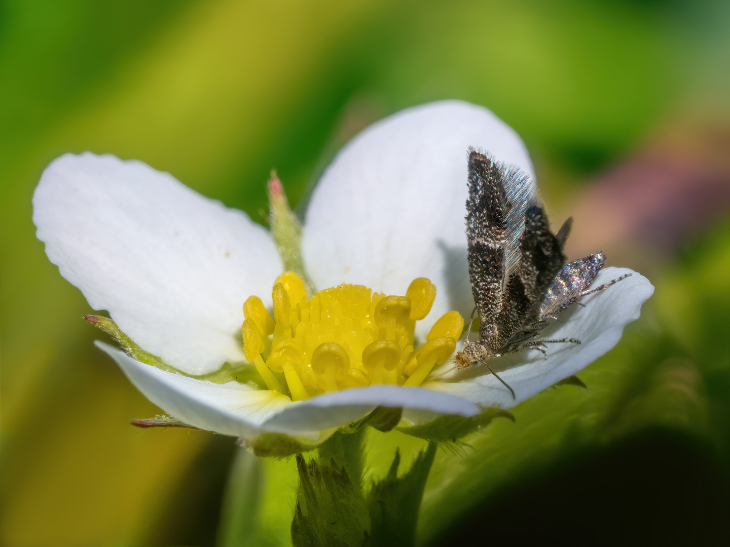 Walderdbeeren liebt sie