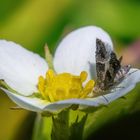 Walderdbeeren liebt sie