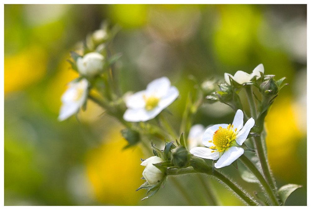 Walderdbeeren, oder....