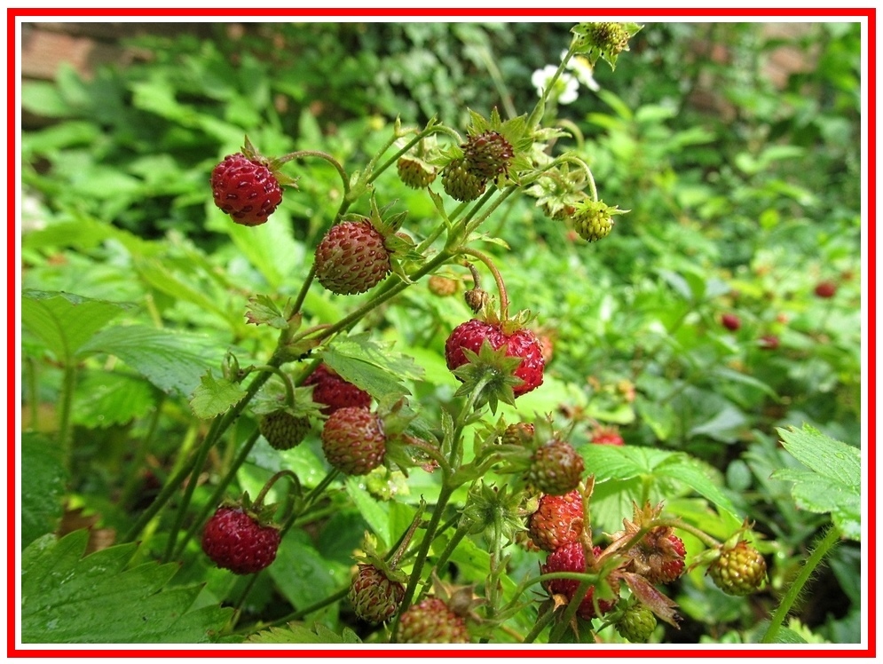 Walderdbeeren sind lecker !