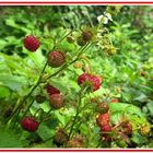 Walderdbeeren sind lecker !