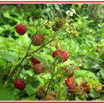 Walderdbeeren sind lecker !