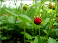 Walderdbeeren,wie lecker