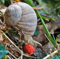 Walderdbeerweinbergschnecke