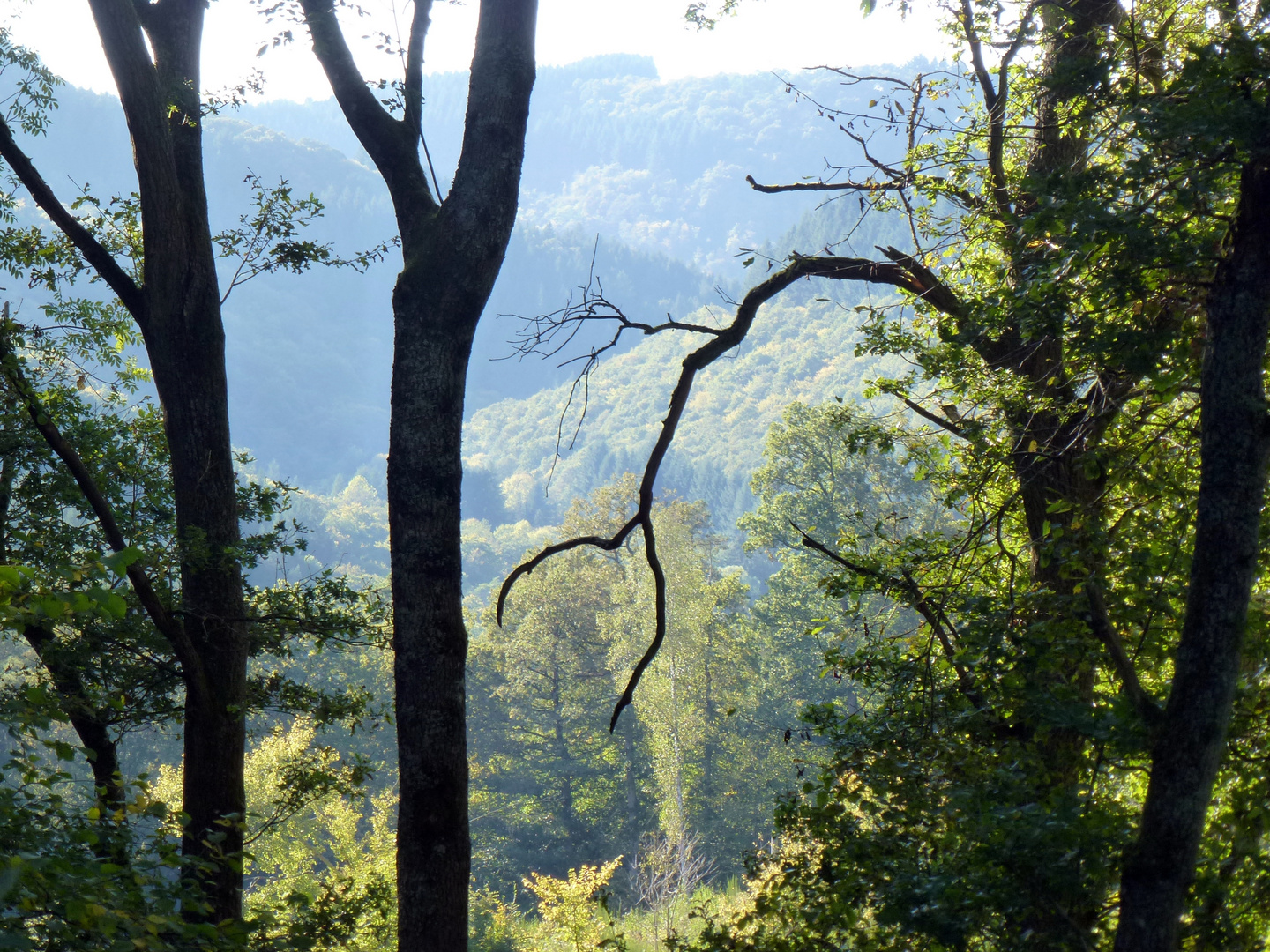 Waldesblick I