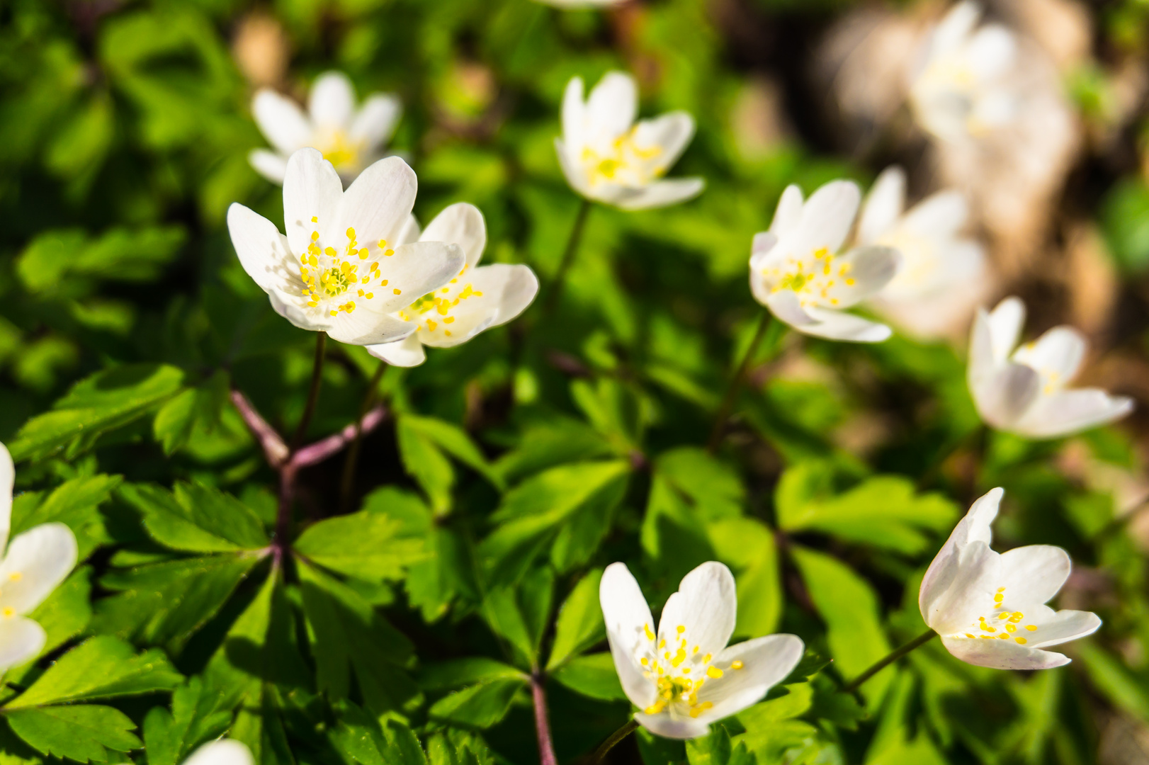 Waldeslust im Frühling