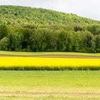 Waldf, Felder und Raps