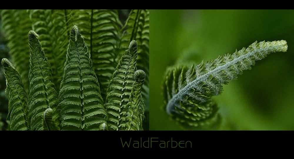 WaldFarben