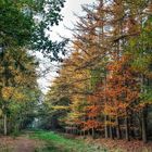 Waldfarben im Herbst