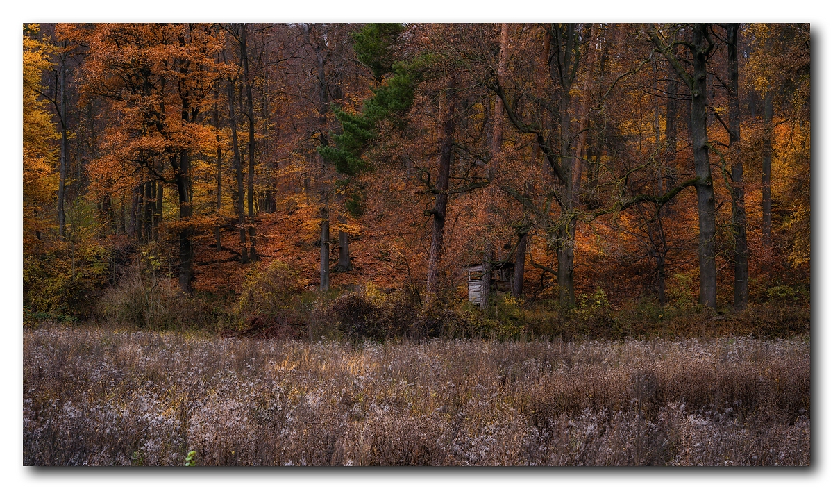 Waldfarben im Herbst....