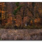 Waldfarben im Herbst....