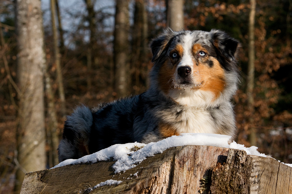 Waldfee