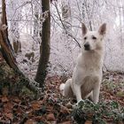 Waldfee