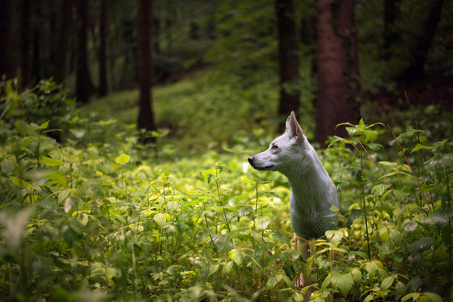 Waldfee Nuki