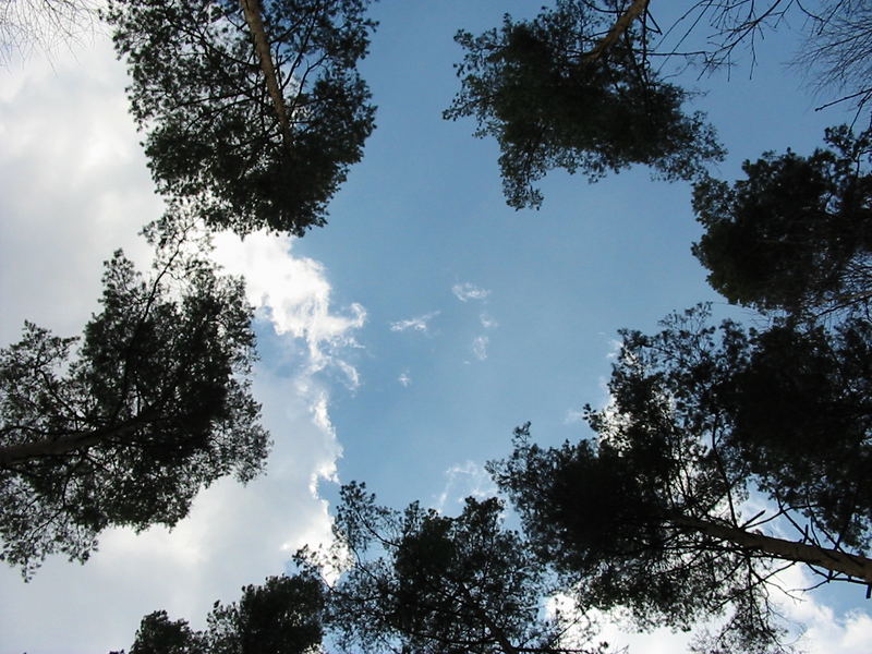 Waldfenster