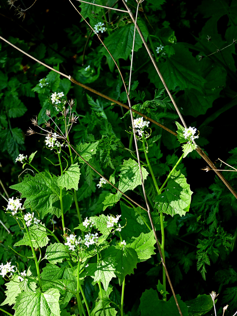 Waldflares am Wilheminenberg