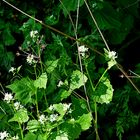 Waldflares am Wilheminenberg